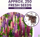 russell-lupine-seeds-perennial---grows-4-3.jpg