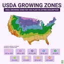 russell-lupine-seeds-perennial---grows-4-4.jpg