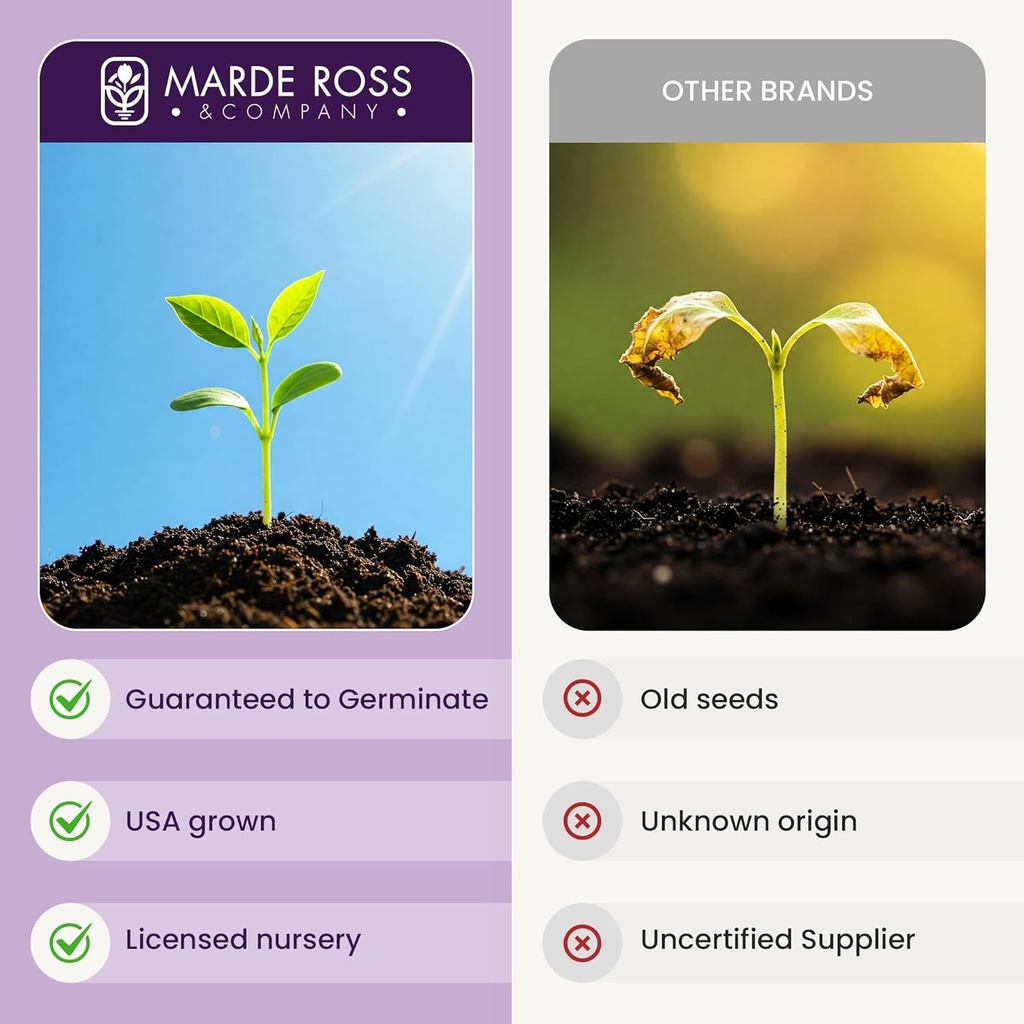 russell-lupine-seeds-perennial---grows-4-5.jpg