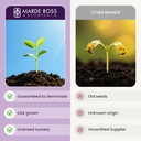 russell-lupine-seeds-perennial---grows-4-5.jpg
