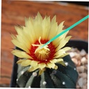 milisten-100pcs-manual-pollinating-tool--2.jpg