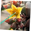 milisten-100pcs-manual-pollinating-tool--6.jpg